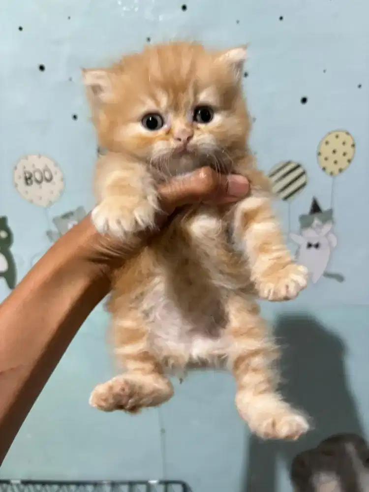 Lepas adopt kucing ras dan lokal