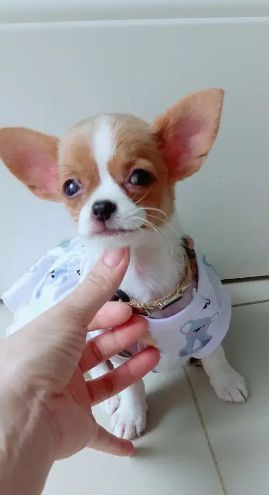 Anjing chihuahua betina