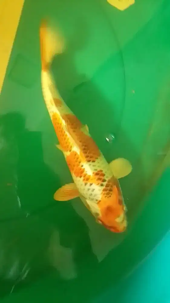 Ikan koi jenis KUJAKU 35cm