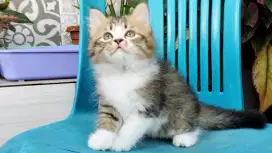 Kucing persia kitten