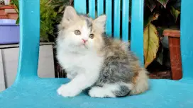 Kucing persia kitten