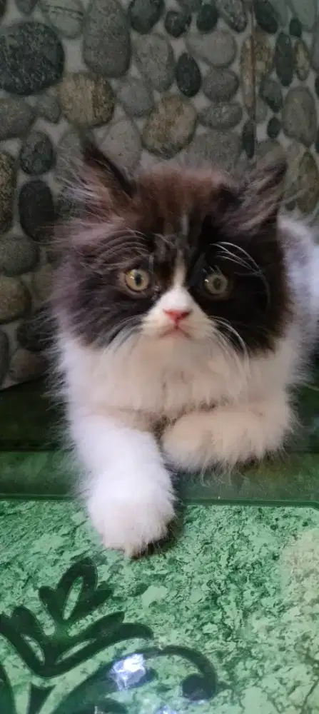 Baby cat persia peaknose usia 2 bulan