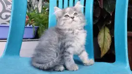 Kucing persia kitten