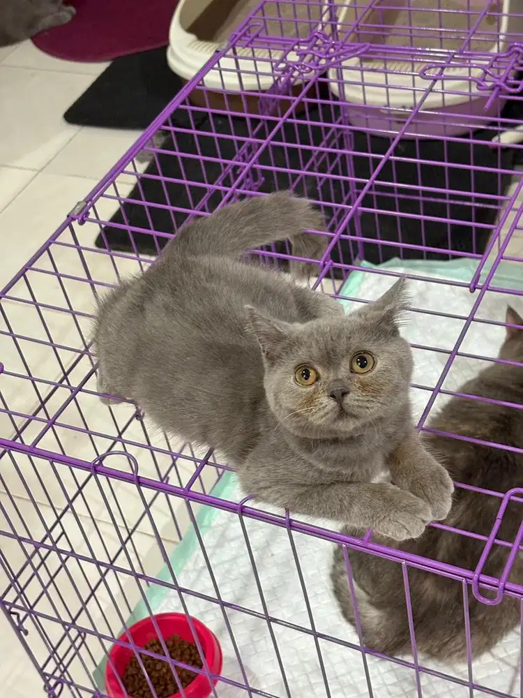 Kucing BSH bLue