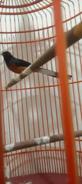Burung murai batu