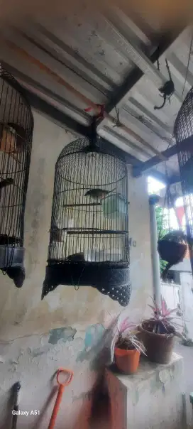 Burung pentet  banyak variasi nyah