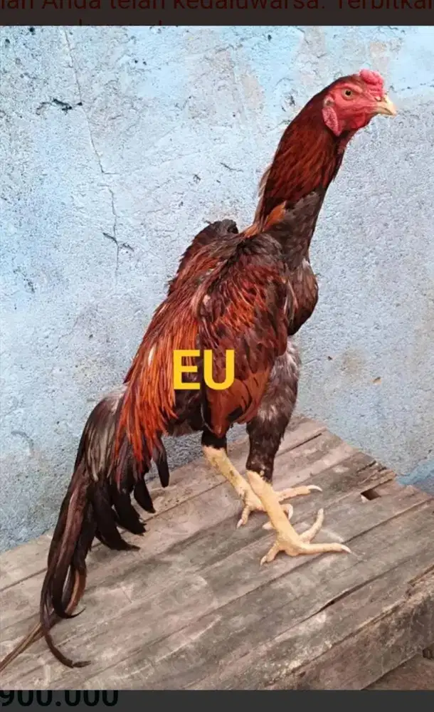 Ayam Bangkok Edisi SHAMO JEPANG PETARUNG