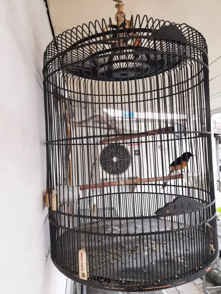 JUAL BURUNG MURAI MEDAN BETINA