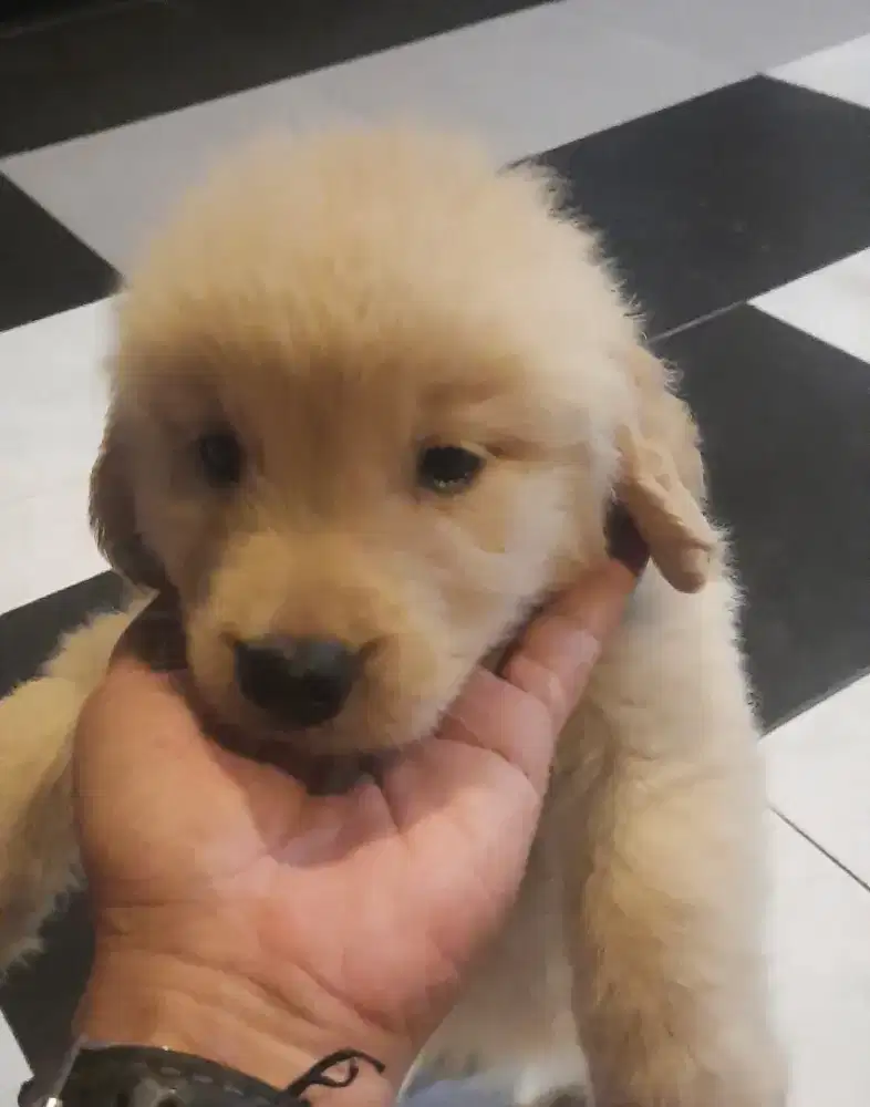 Anakan Golden Retriever