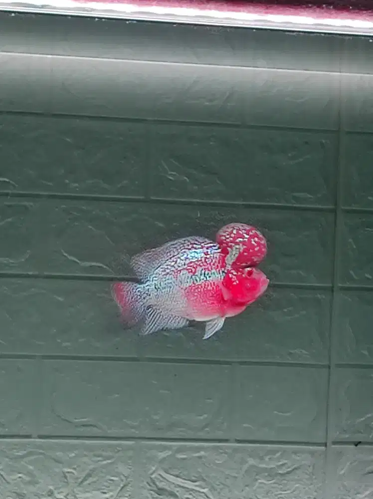 Louhan SRD merah