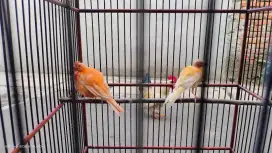 Bantu temen mau dijual merlok sepasang