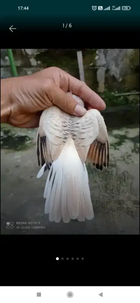 Dijual burung perkutut golden thailand