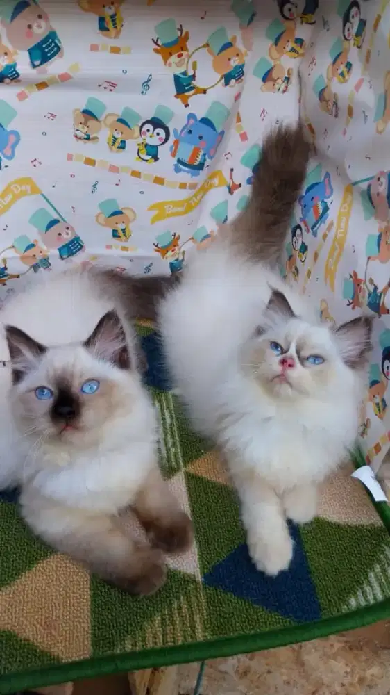 Kucing ragdoll jantan dan betina bicollor dan sealpoint