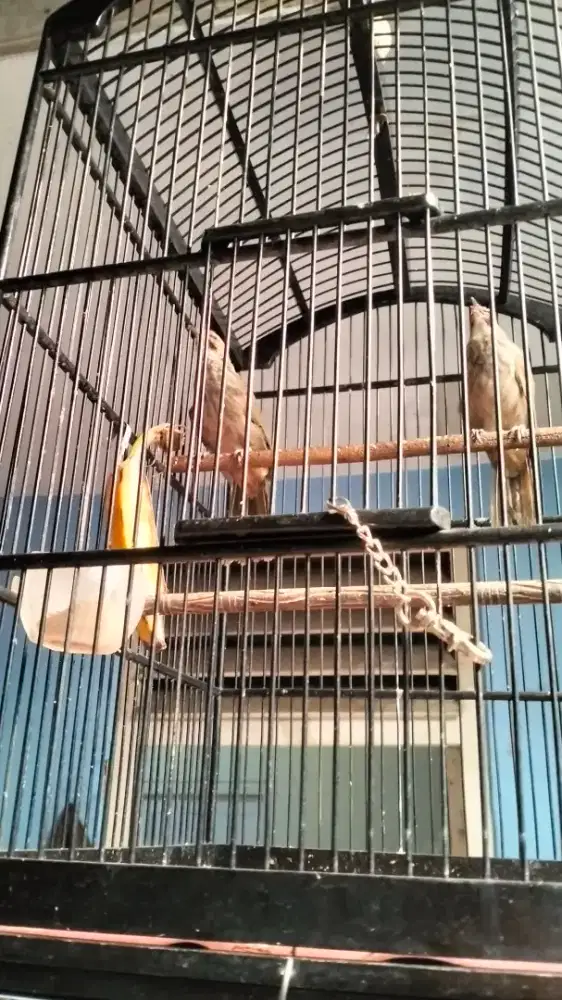 Cucak Rowo sepasang remaja