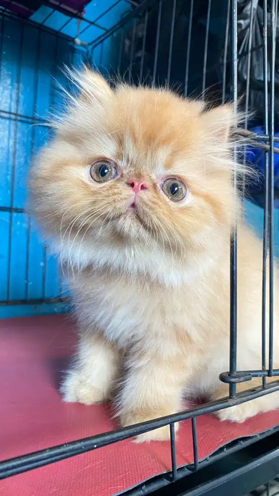 Kitten persian peaknose