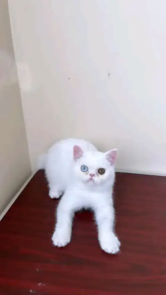 Kucing jantan exotic short hair mata Oddeyes