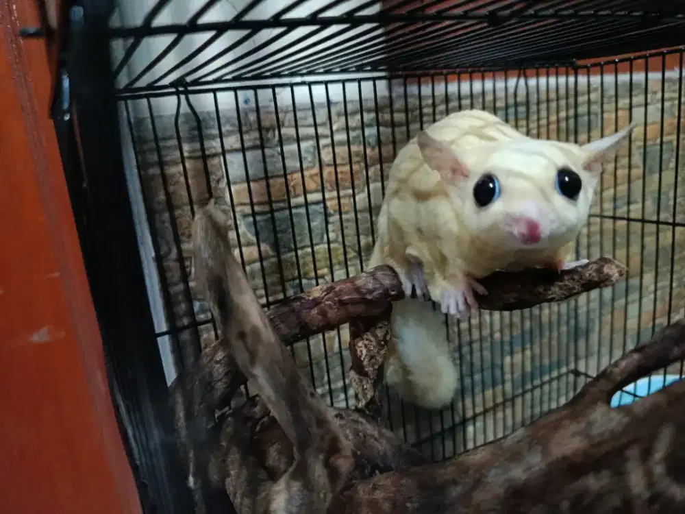 SUGAR GLIDER LEUCISTIC JANTAN