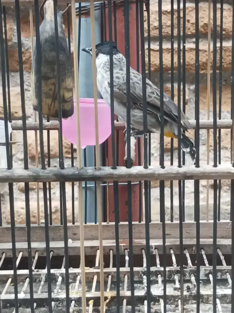 Paket hemat kutilang plus 2 sangkar
