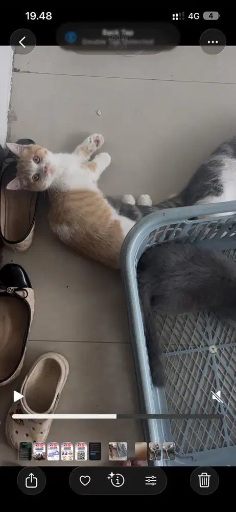 Munchkin cebol x BSH murmer