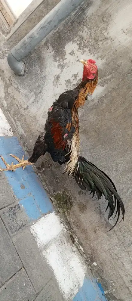 Ayam ekor lidi cros pama