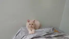 Kucing kitten persia medium / anggora / himalaya / peaknose / flatnose