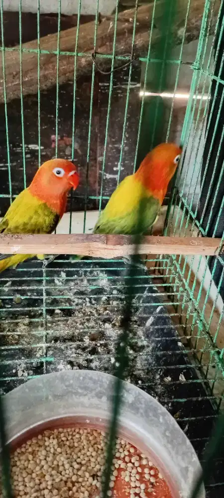 Lovebird biola euwing paud