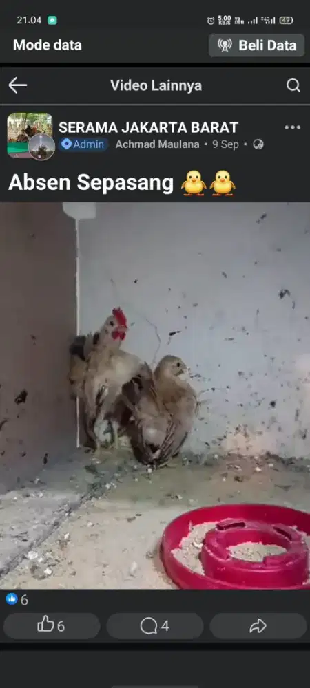 Ayam Serama Original