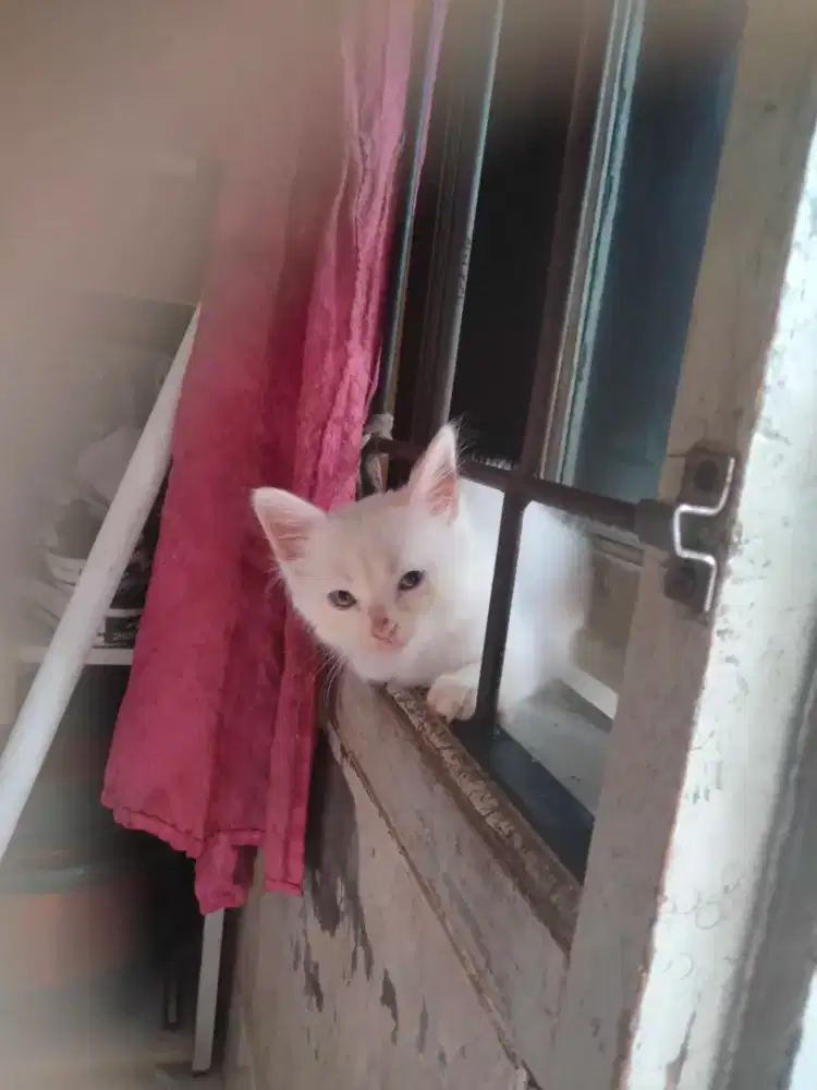 Anakan kucing persia