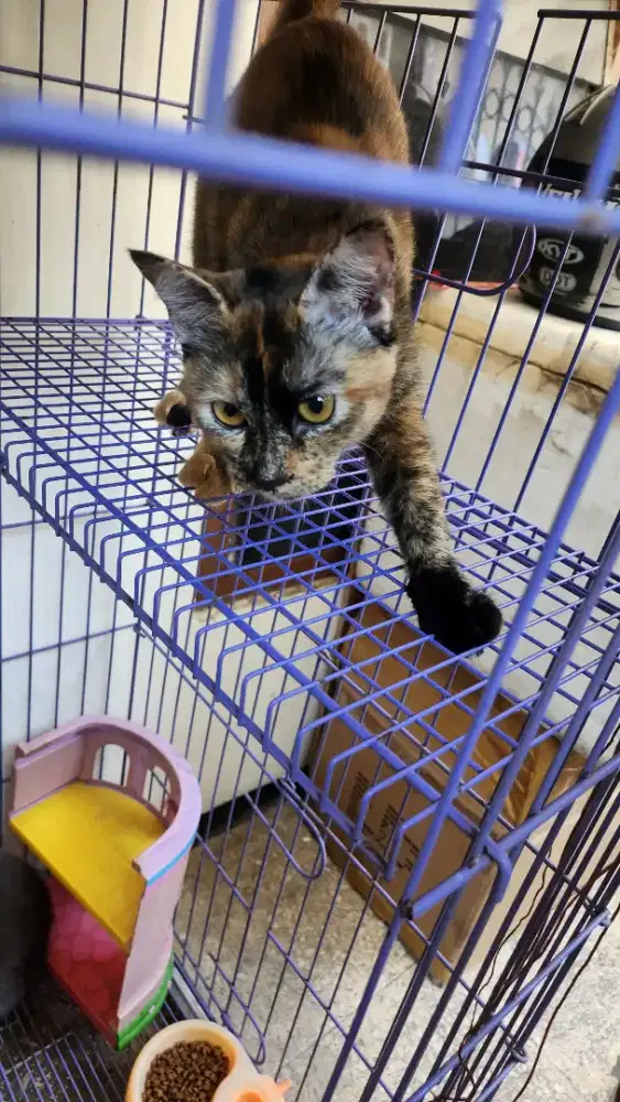 Kucing lucu peliharaan sendiri