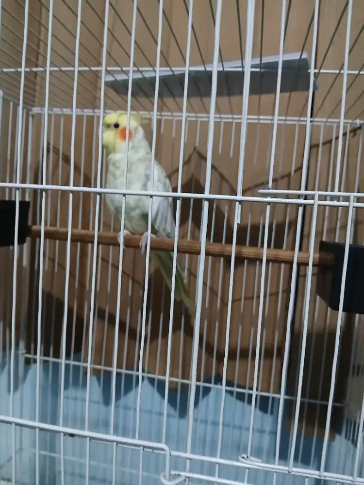 Burung falk pearl