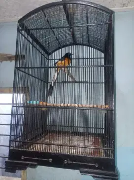Dijual burung murai batu Medan gacor
