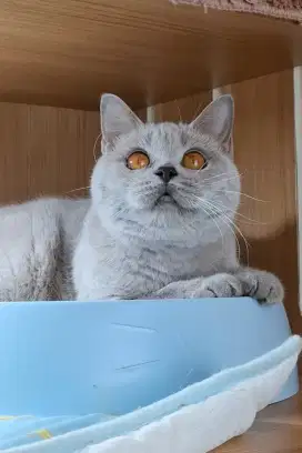 KUCING BRITISH SHORTHAIR