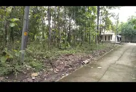 dijual tanah murah pekarangan + pohon jati