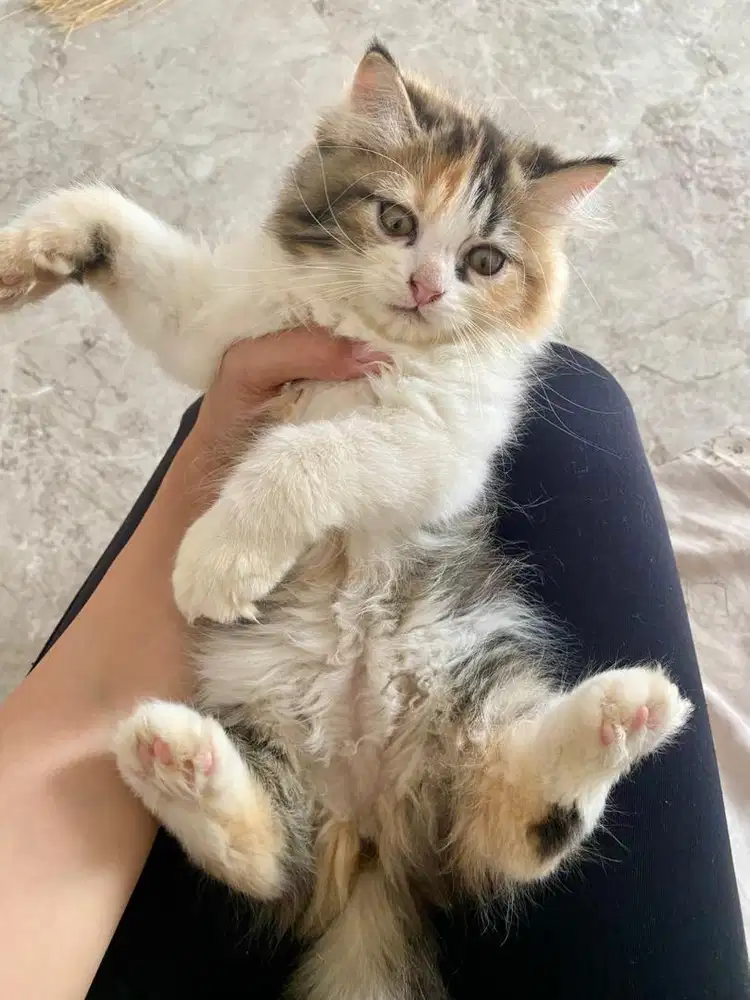 Kucing Persia x Norwegian