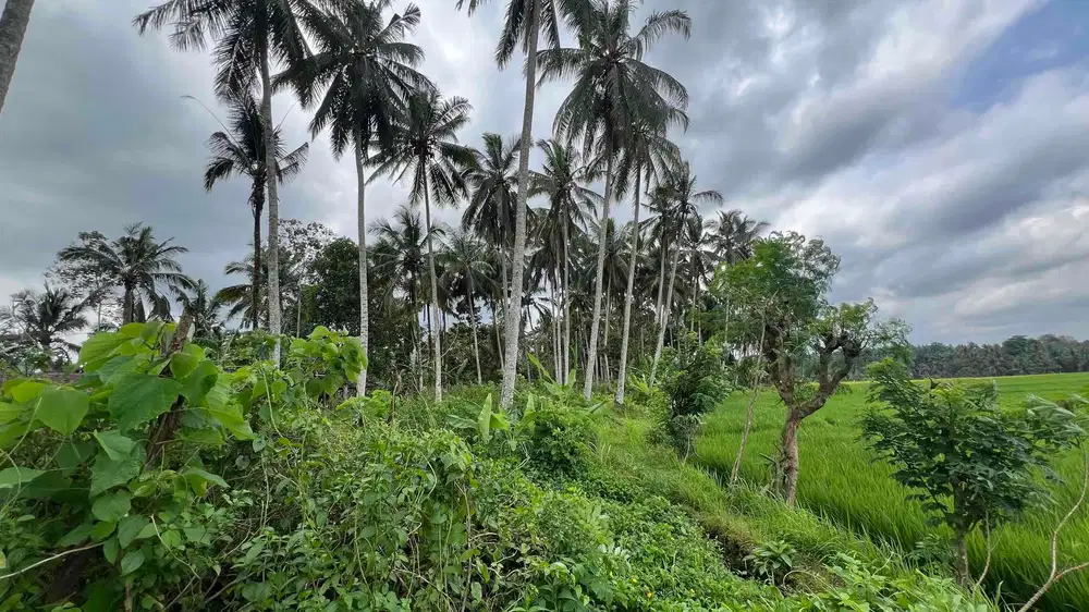tanah view sawah cantik di bali zona kuning cocok untuk villa komersil atau hunian pribadi