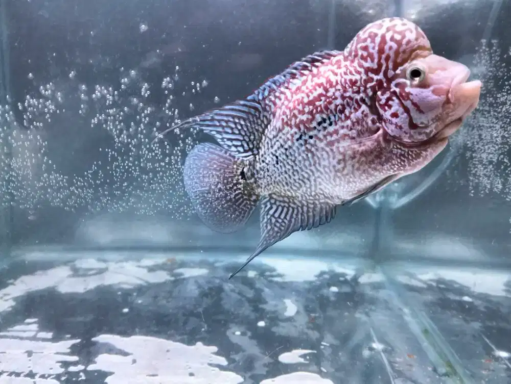 Ikan Louhan Kamfa Mata Putih Murah