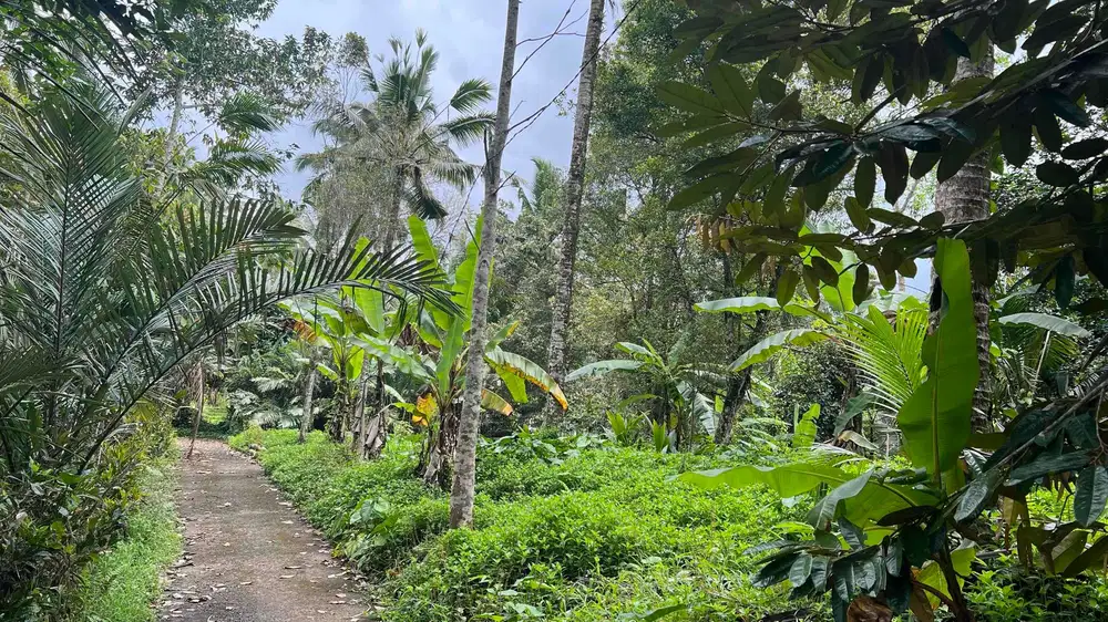tanah kebun murah di tabanan bali cocok untuk villa atau investasi jangka panjang