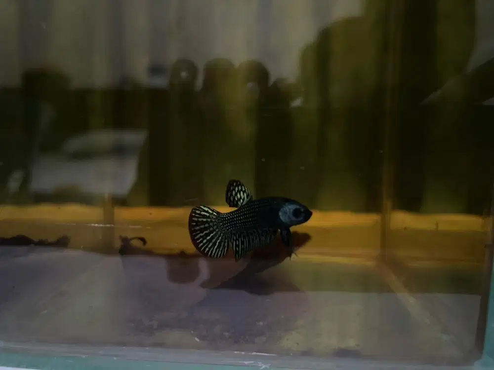 Ikan Cupang wildbetta Alien hybrid grey steel