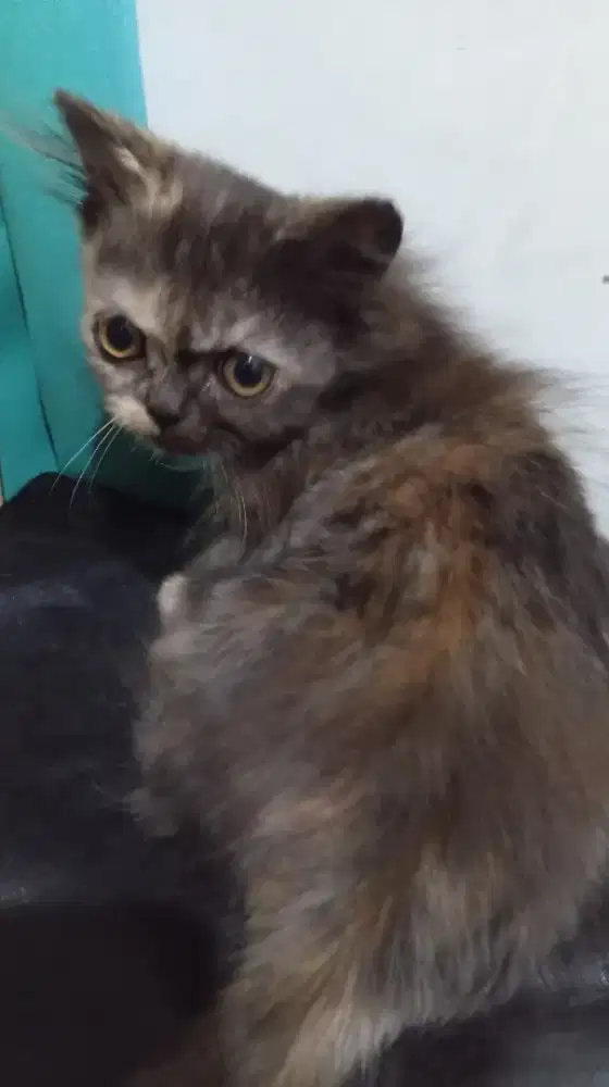 Lepas adop 1 ekor kitten persia betina umr 2 bln