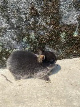 kelinci netherland dwarf