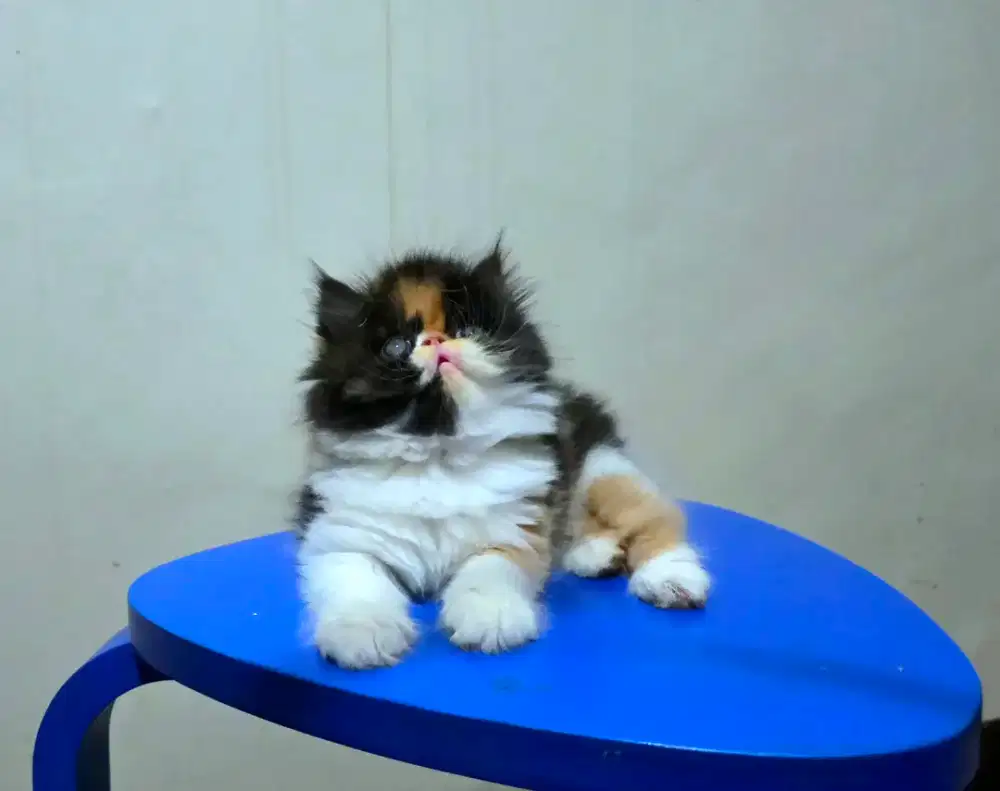 Persia Peaknose Kitten