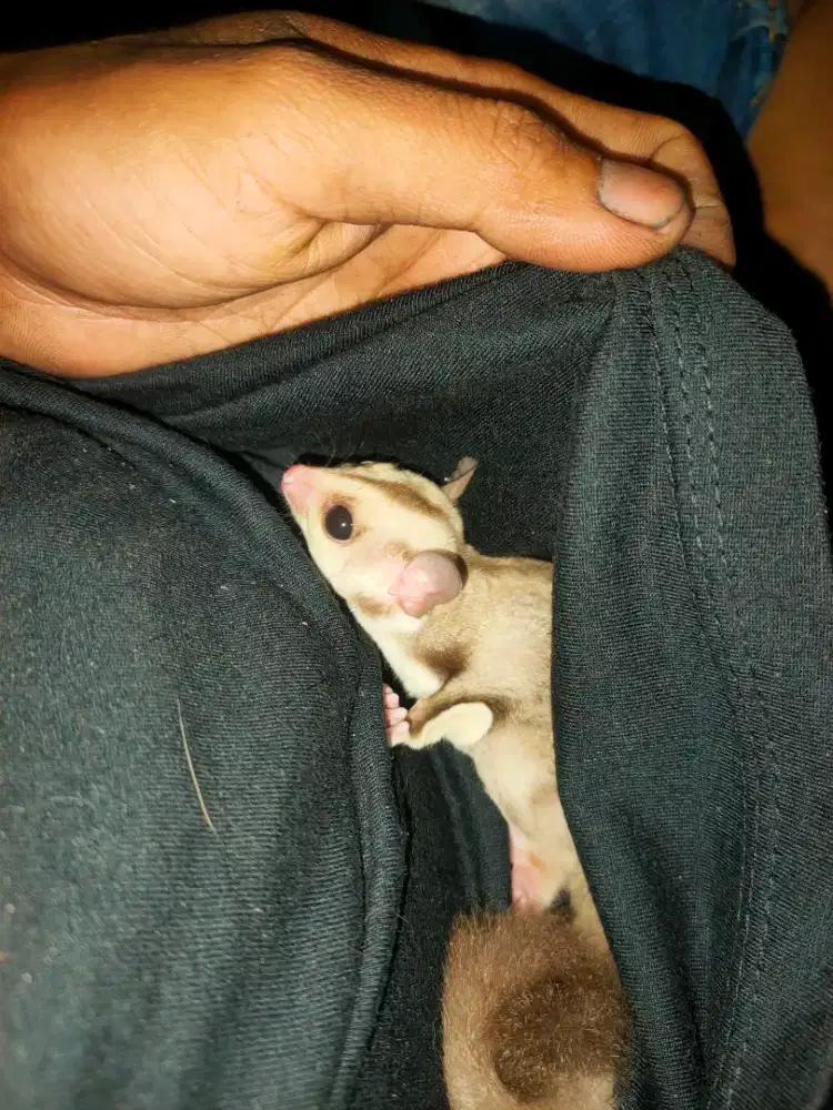 Sugar glider joy caramel betina