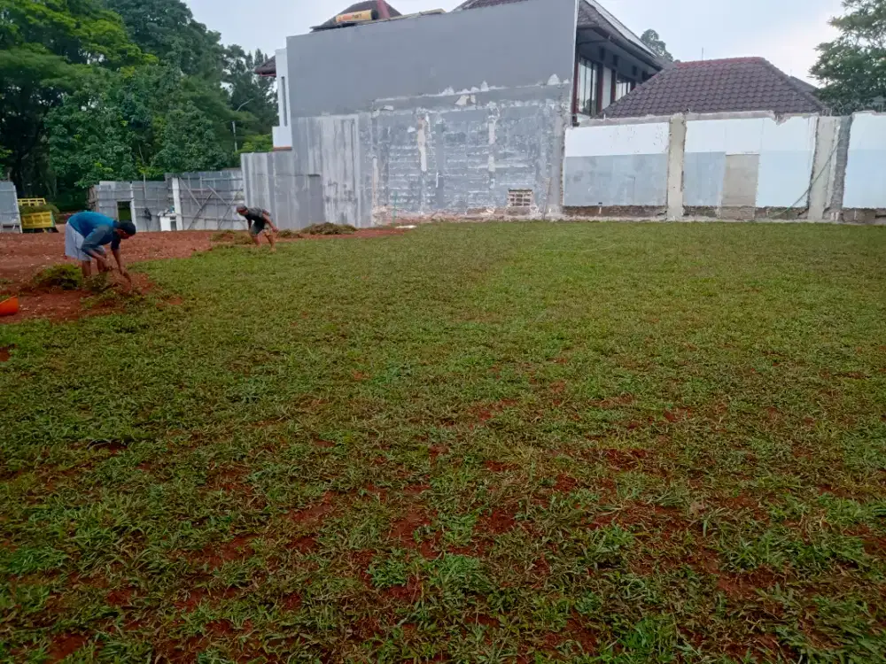 Jual rumput gajah