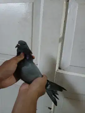 Merpati betina jos