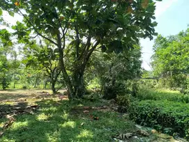 Tanah Parung Bogor 5rb m2