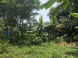 Di Jual Tanah Kebun,Dekat Dari Jln Utama