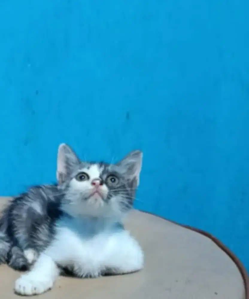 Kitten persia abu usia 2 bulan plus kandang