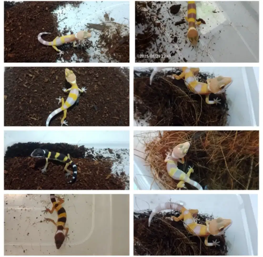 Gecko murah borongan 40 ekor
