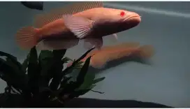 Chana striatia albino mata merah