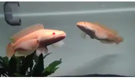 Chana striatia albino mata merah